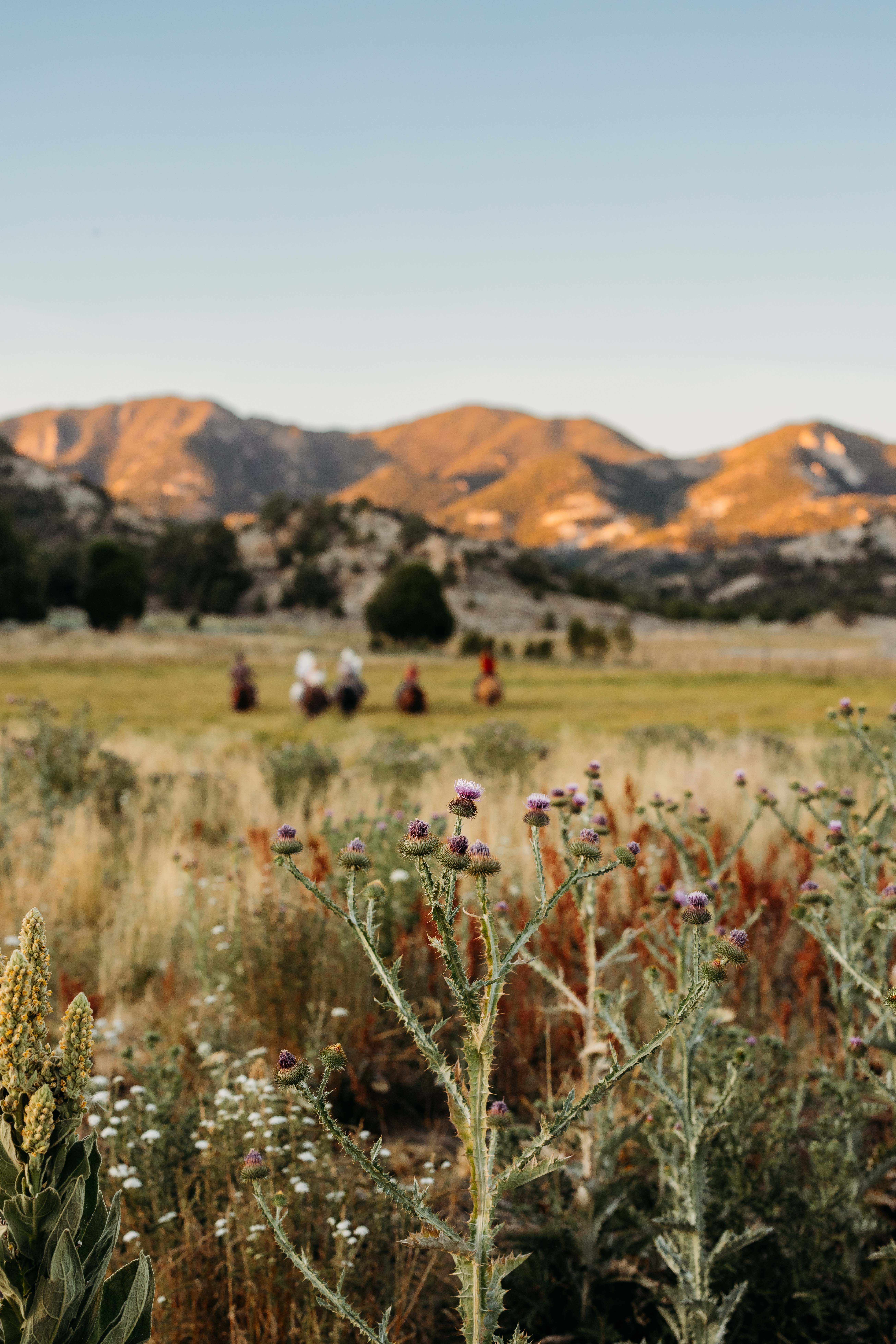 A close up of purple thistle with horses and desert landscape in the background